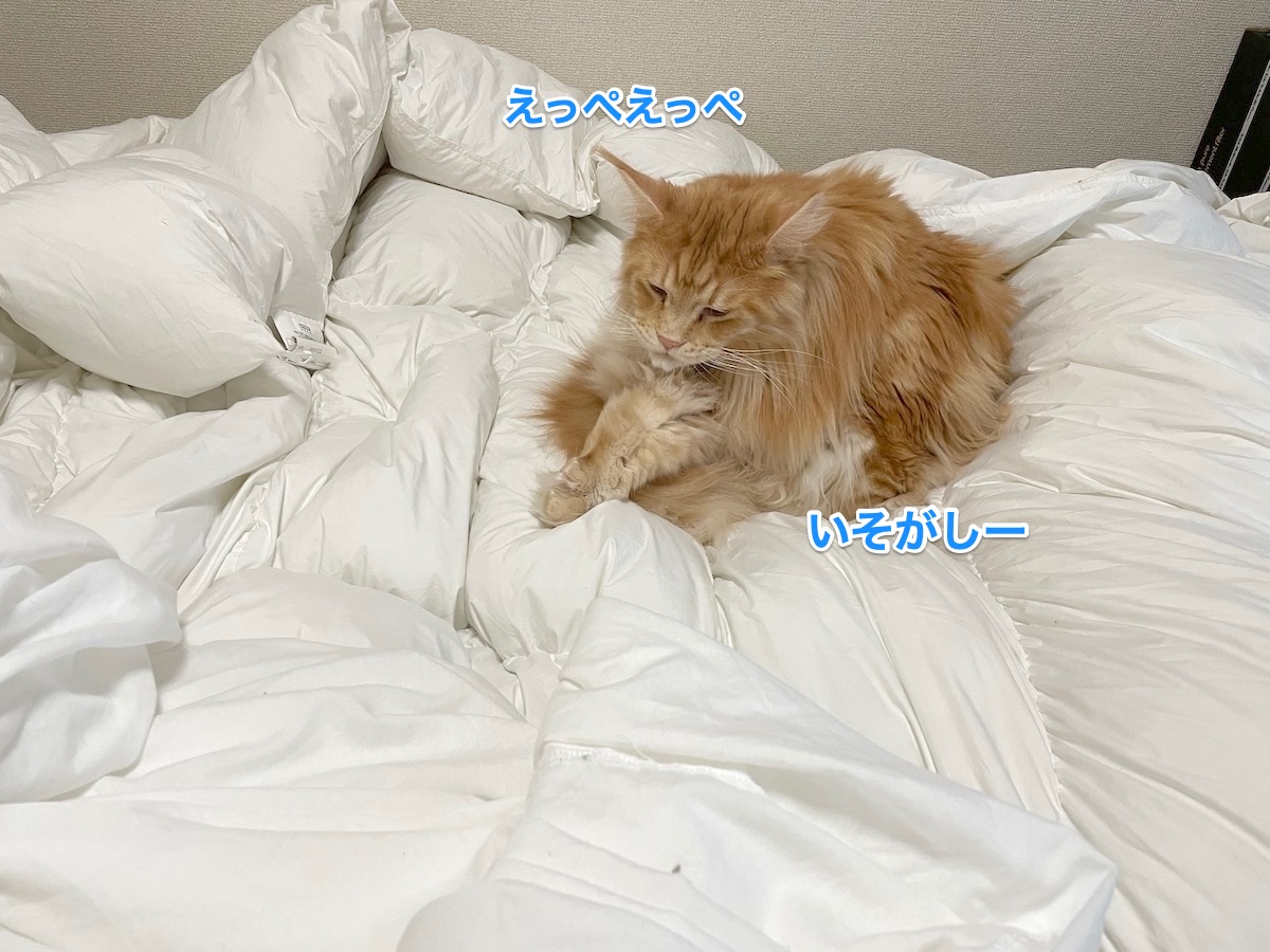 f:id:chikojirou:20201227215123j:plain