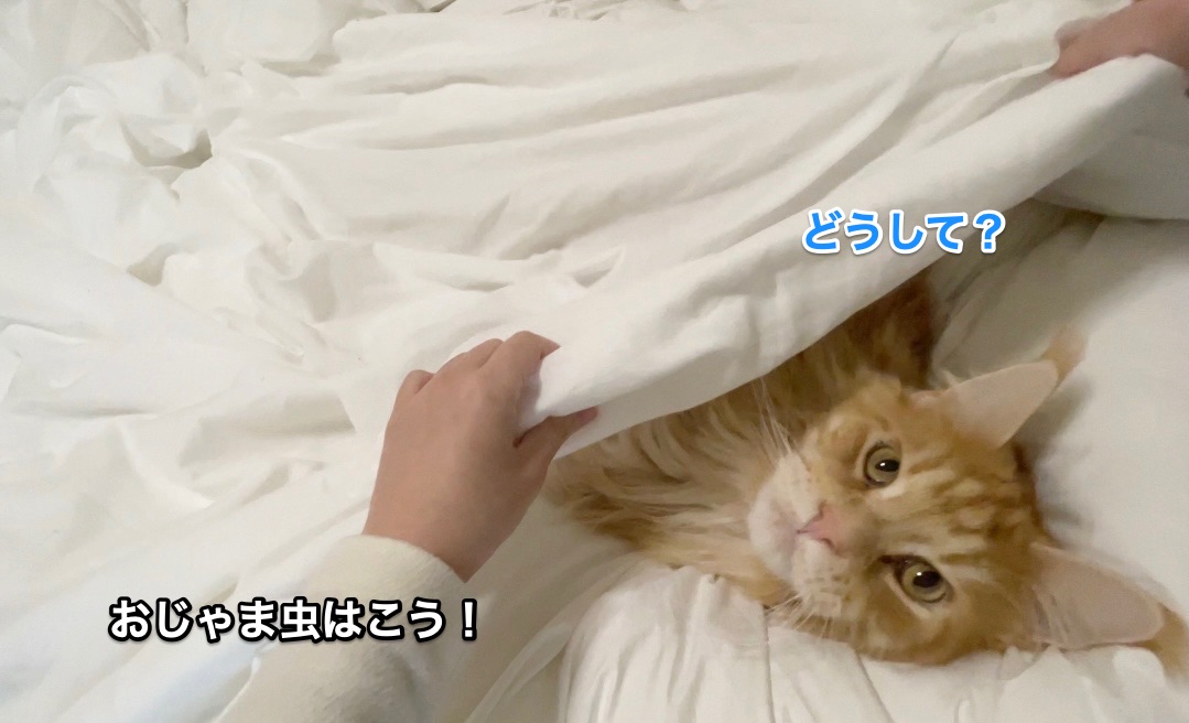 f:id:chikojirou:20201227215126j:plain