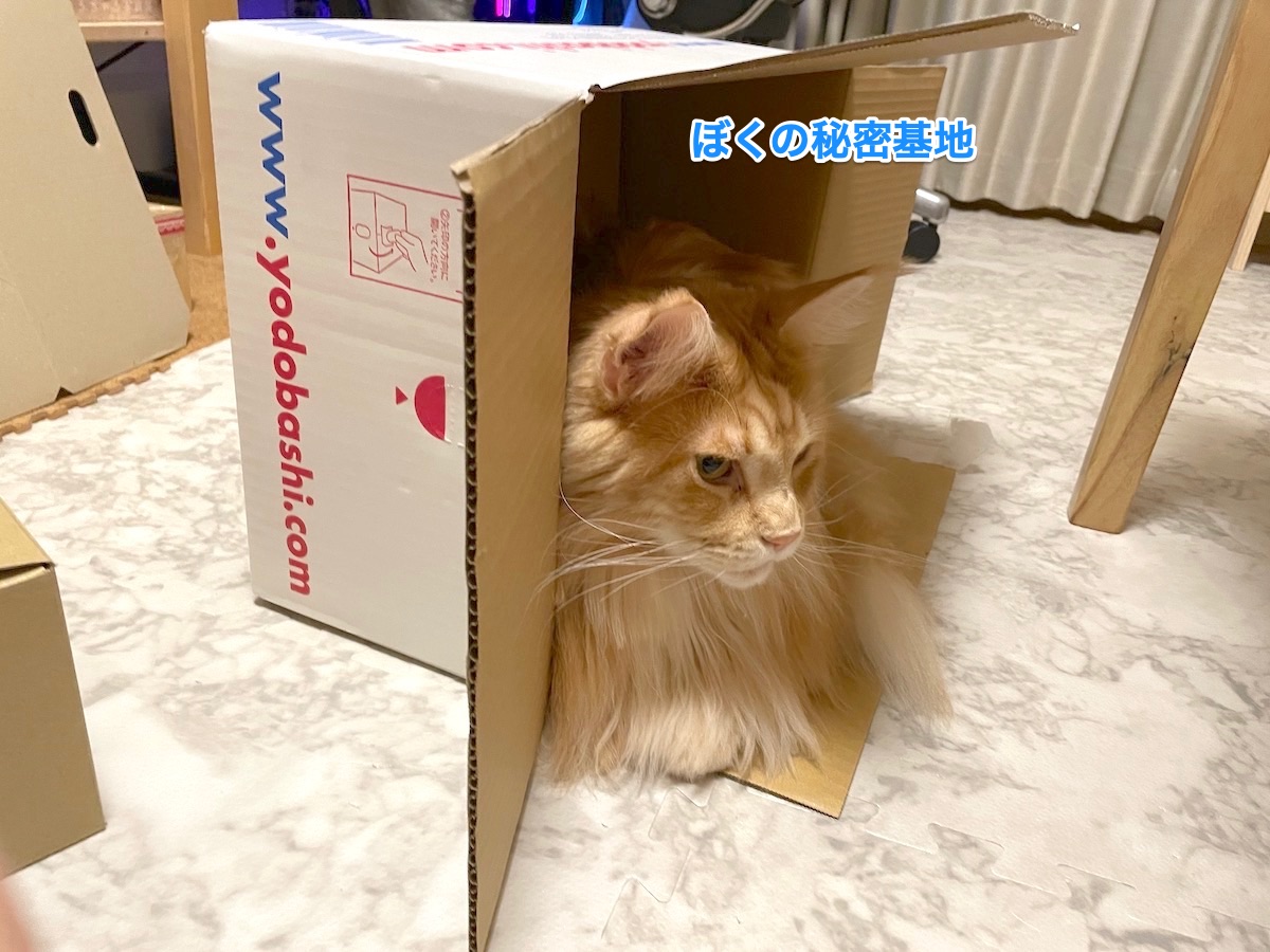 f:id:chikojirou:20201227215132j:plain
