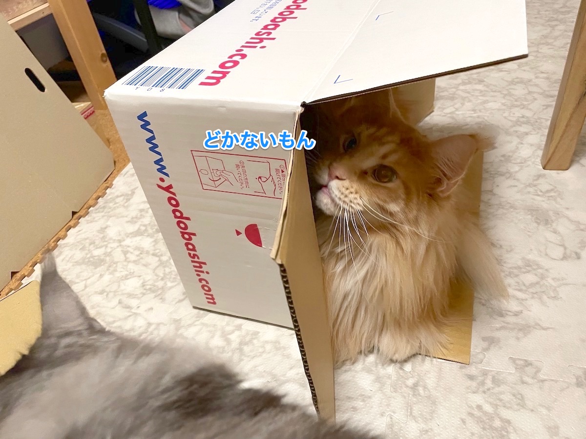 f:id:chikojirou:20201227215136j:plain