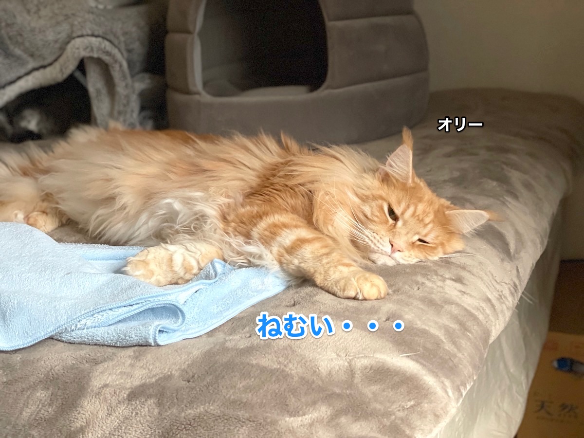 f:id:chikojirou:20201230213410j:plain