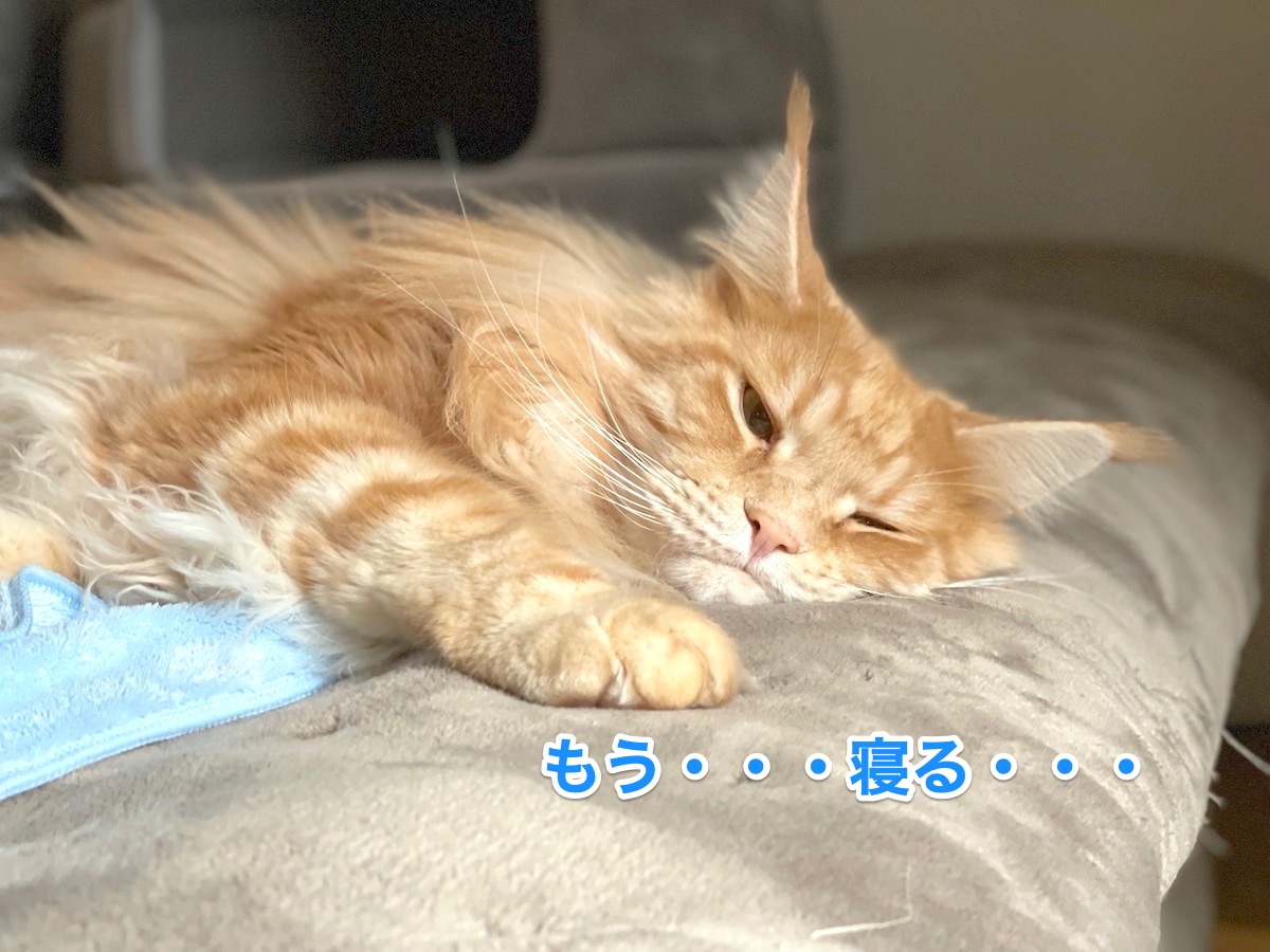 f:id:chikojirou:20201230213413j:plain