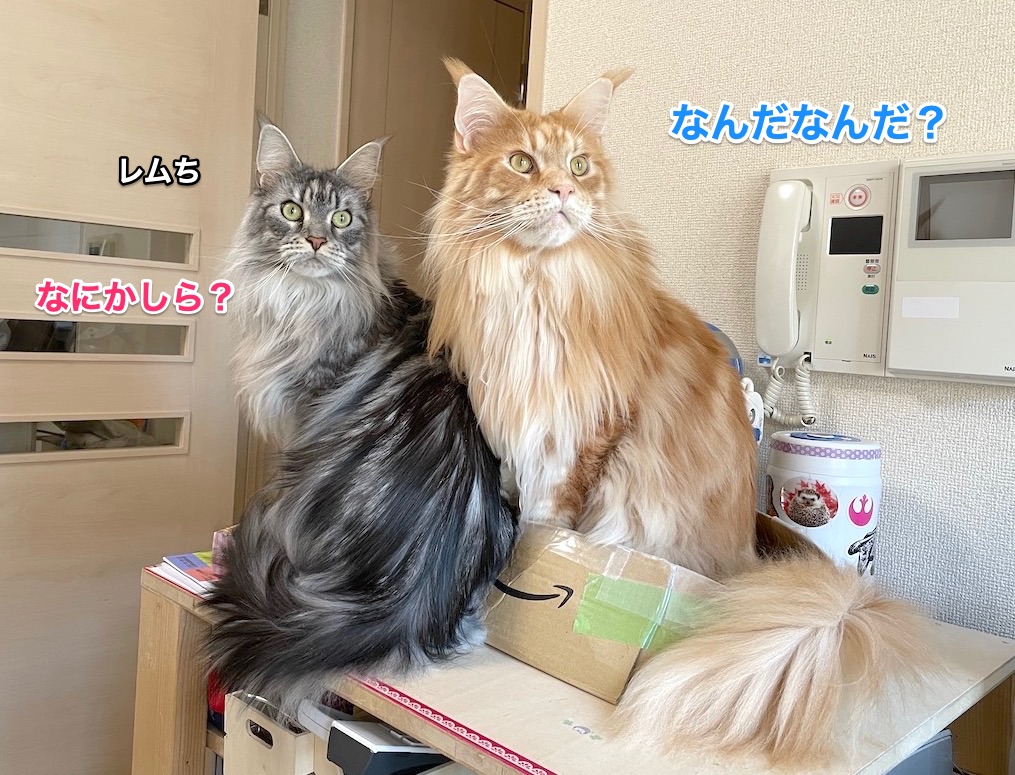 f:id:chikojirou:20201230213417j:plain