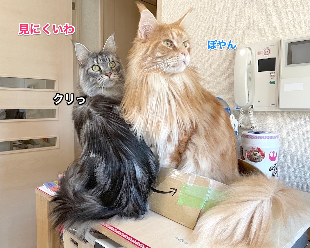 f:id:chikojirou:20201230213420j:plain