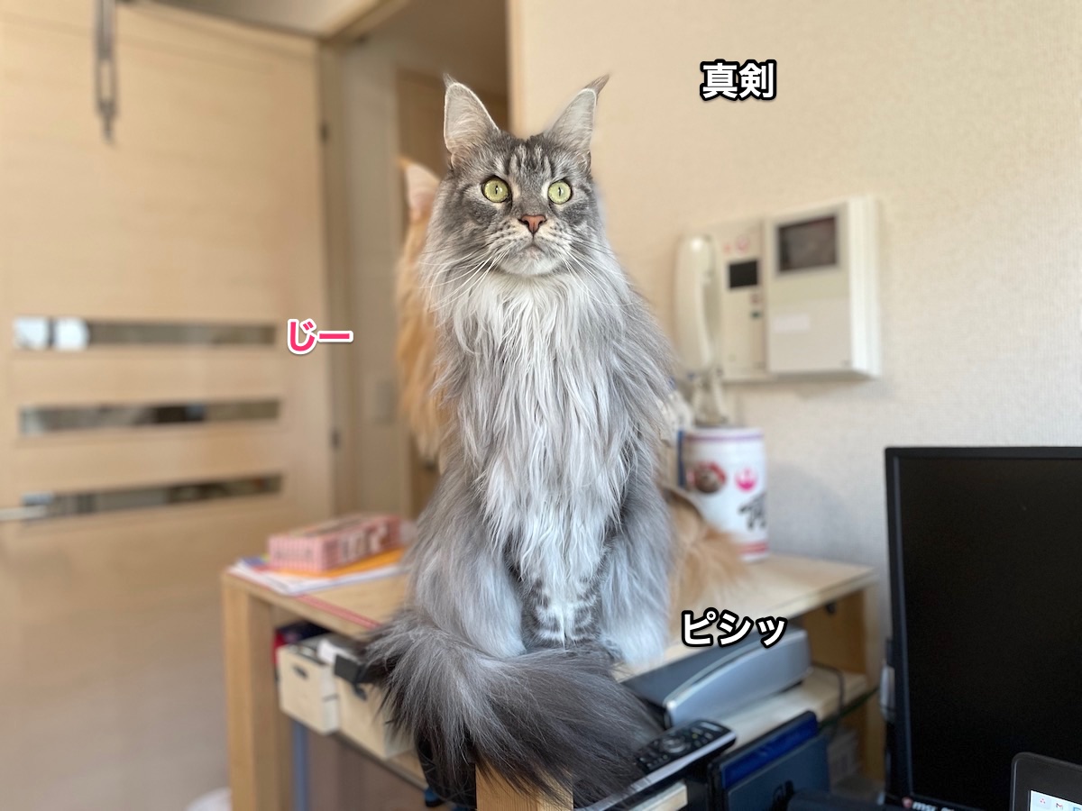 f:id:chikojirou:20201230213424j:plain