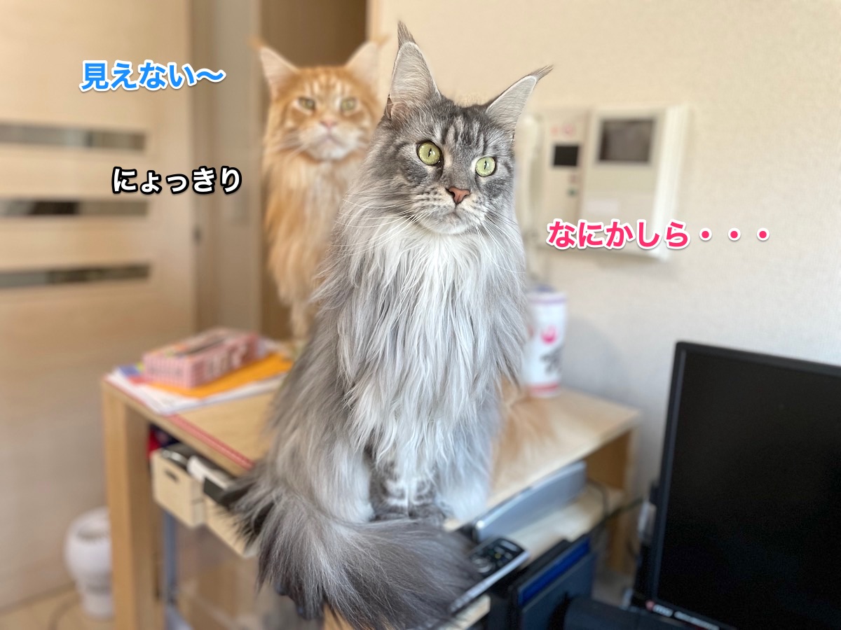 f:id:chikojirou:20201230213428j:plain