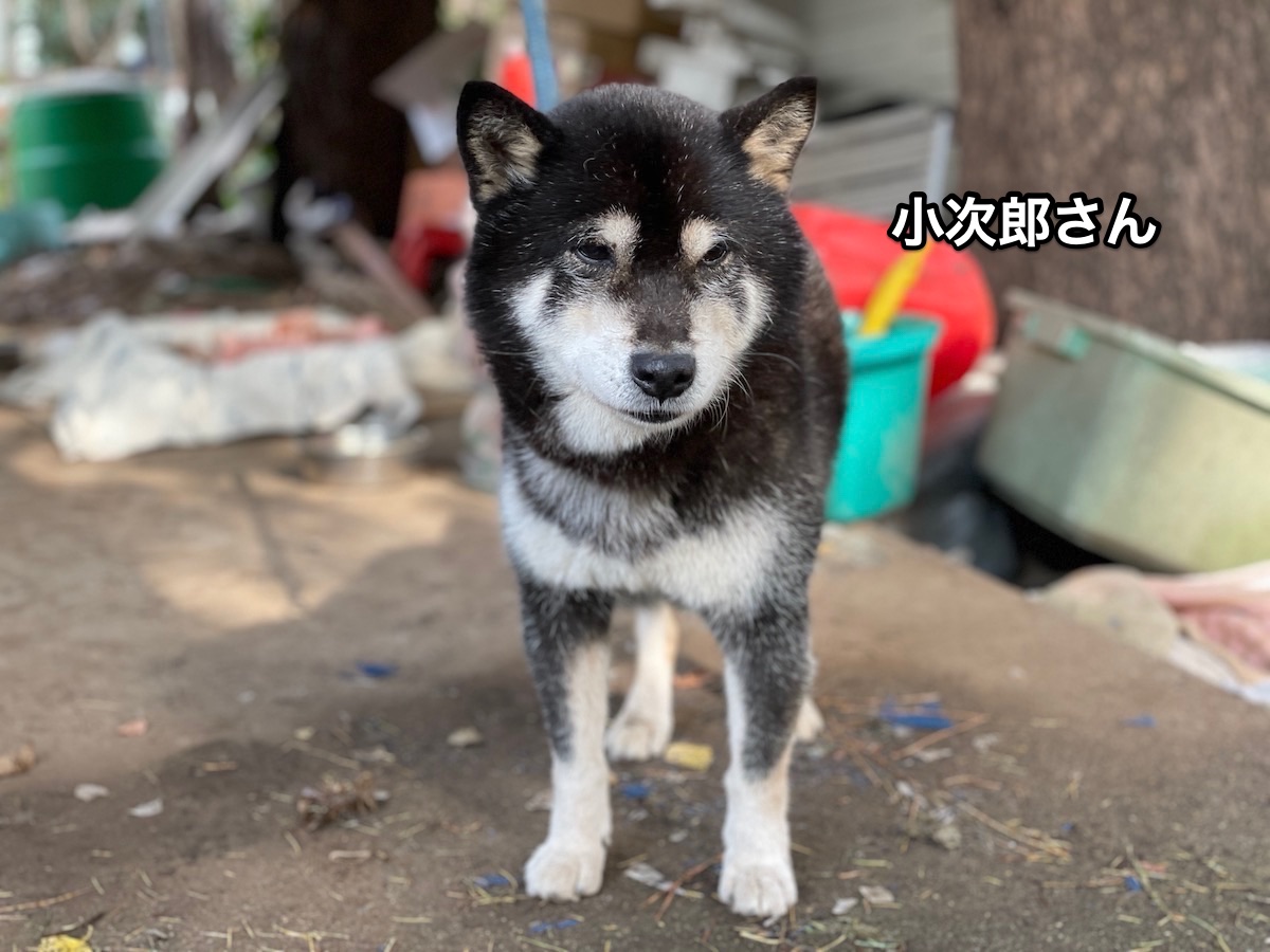 f:id:chikojirou:20201230213432j:plain