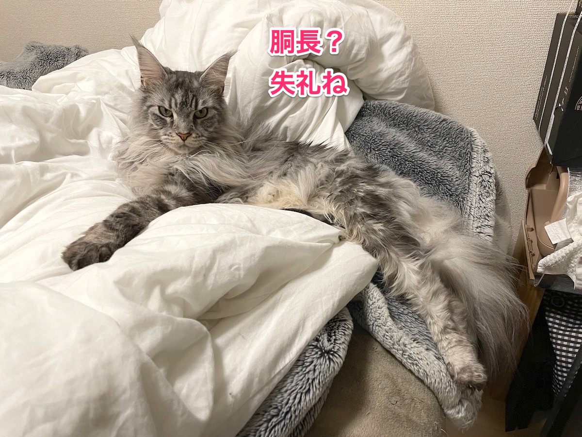 f:id:chikojirou:20210102215608j:plain