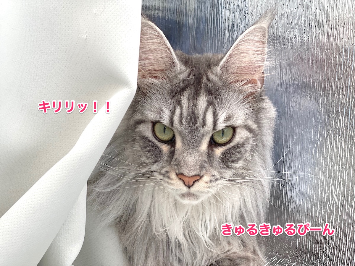 f:id:chikojirou:20210102215612j:plain