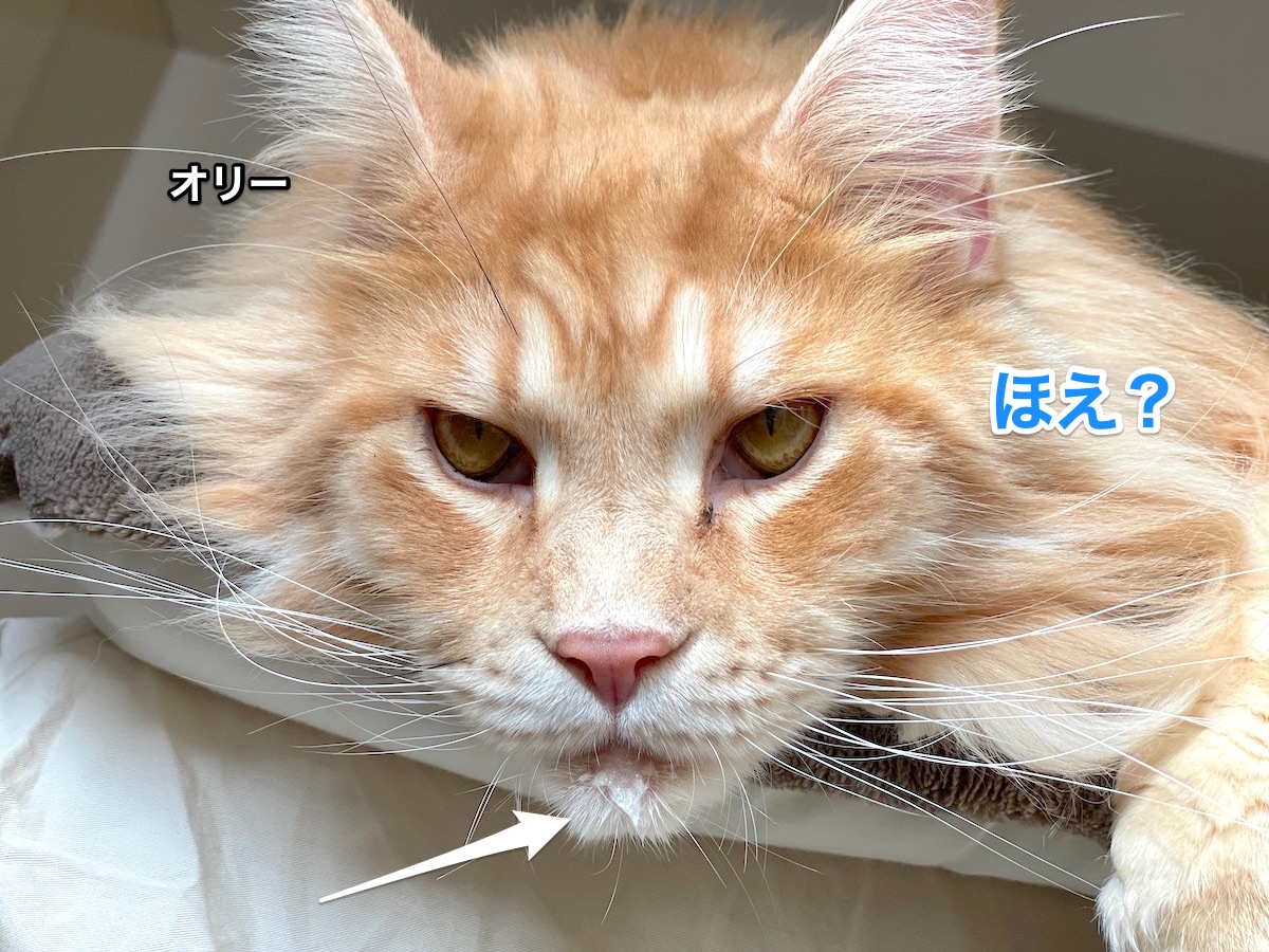 f:id:chikojirou:20210102215616j:plain
