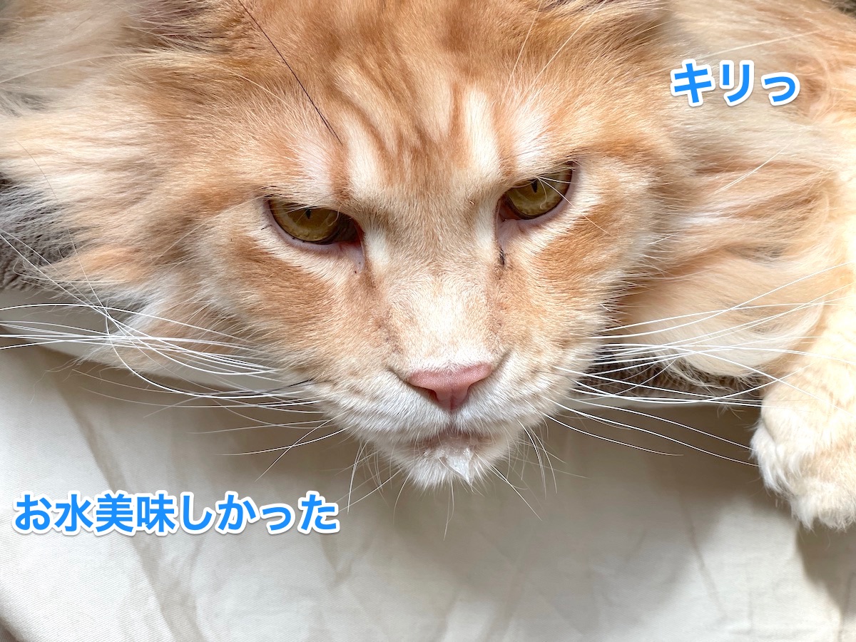 f:id:chikojirou:20210102215620j:plain