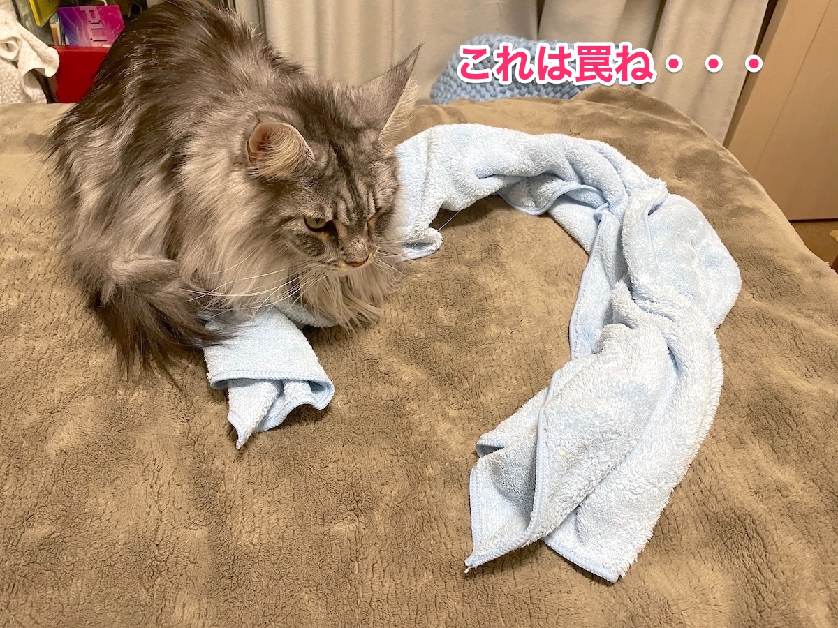 f:id:chikojirou:20210102215623j:plain