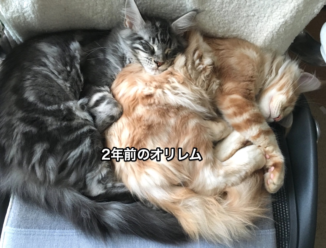 f:id:chikojirou:20210102215631j:plain