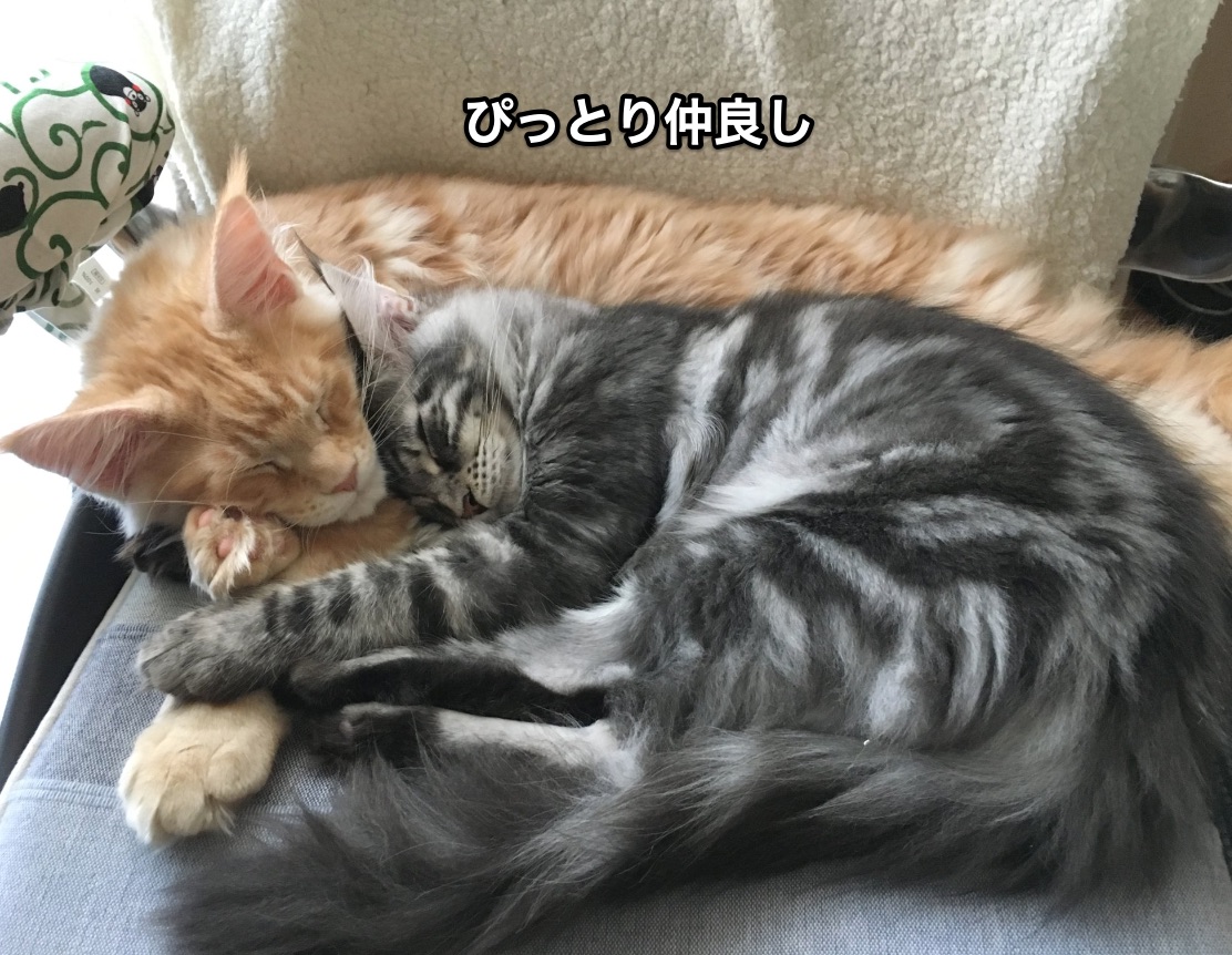f:id:chikojirou:20210102215634j:plain