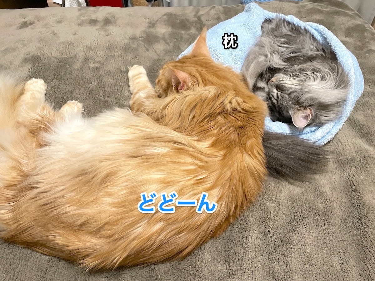 f:id:chikojirou:20210102215642j:plain