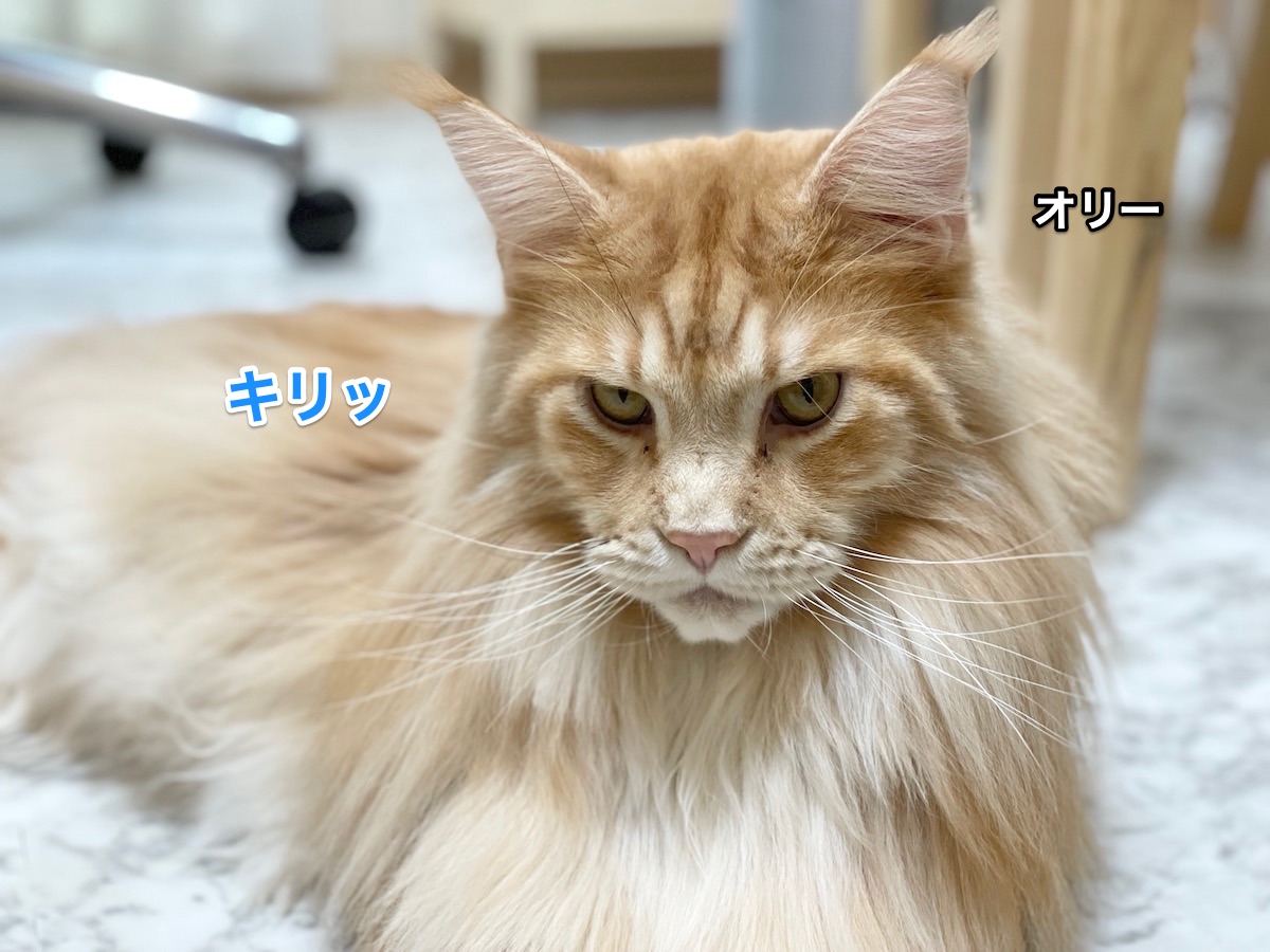 f:id:chikojirou:20210106210457j:plain