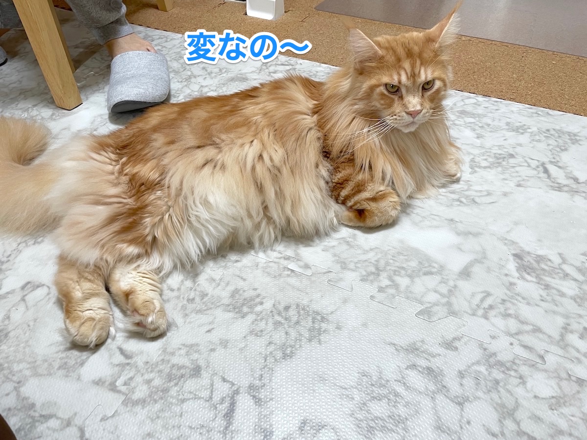 f:id:chikojirou:20210106210512j:plain