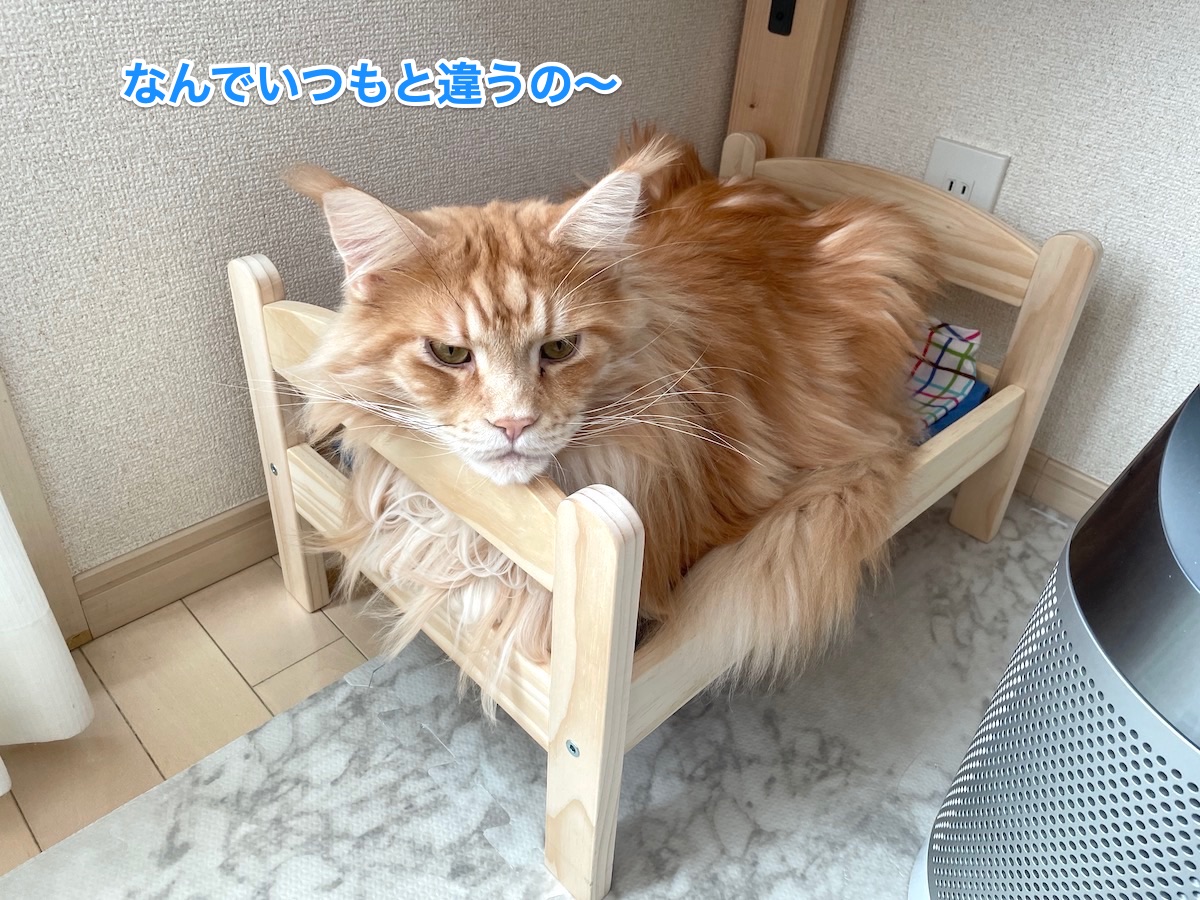 f:id:chikojirou:20210106210531j:plain