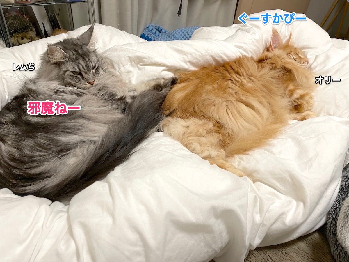 f:id:chikojirou:20210107211346j:plain