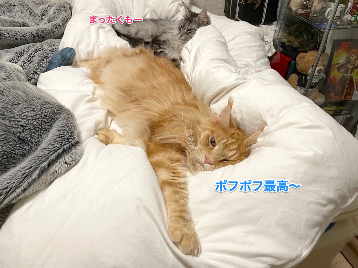 f:id:chikojirou:20210107211350j:plain