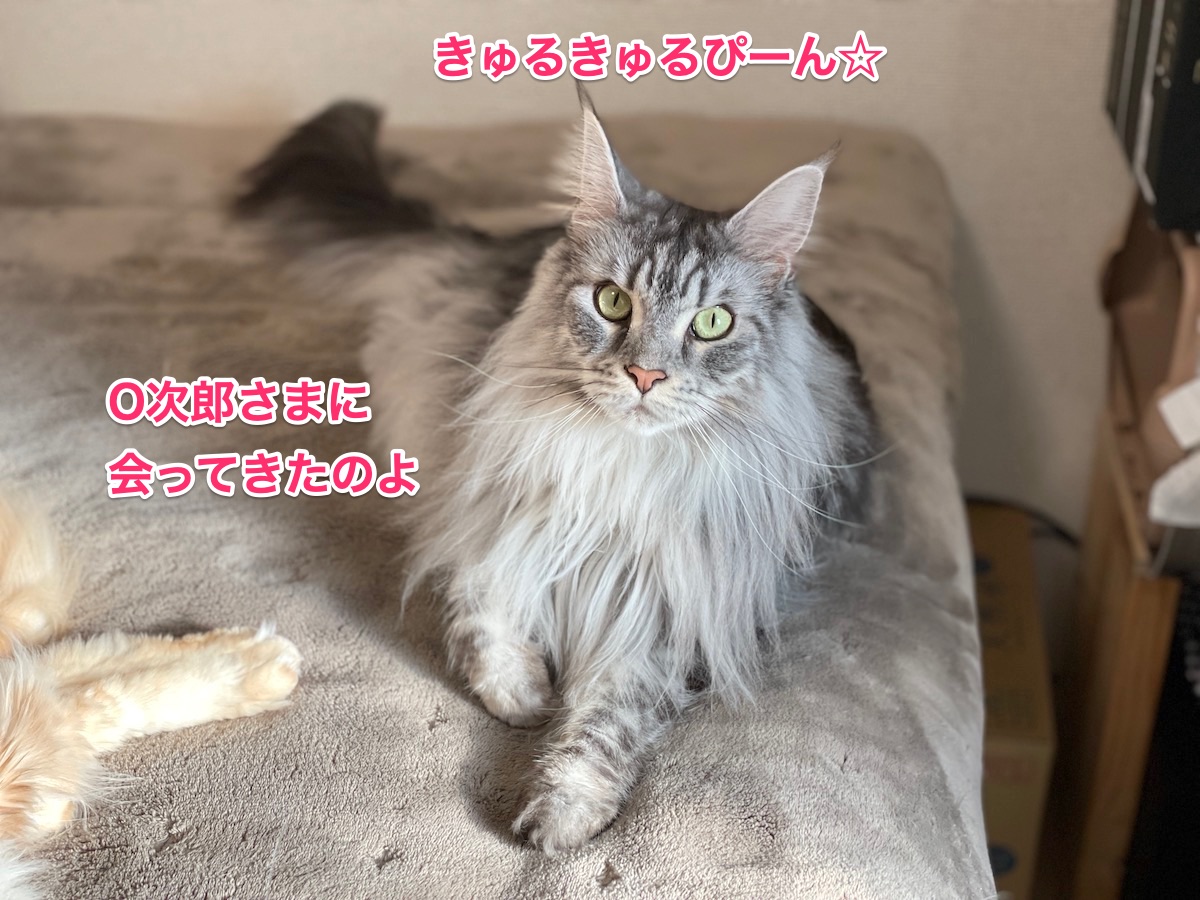 f:id:chikojirou:20210107211353j:plain