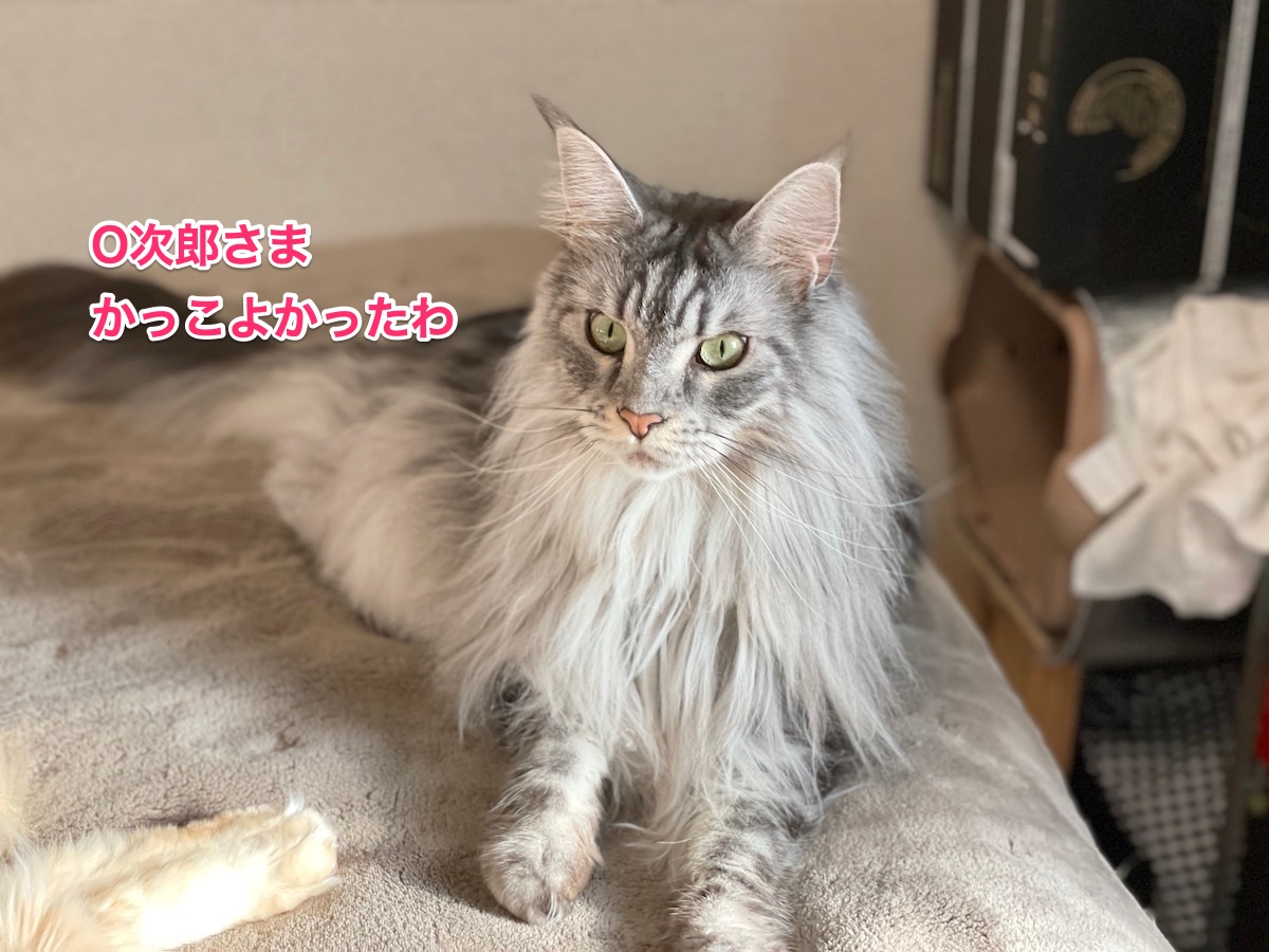 f:id:chikojirou:20210107211356j:plain