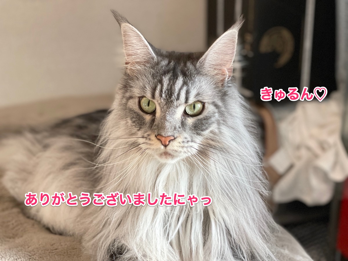 f:id:chikojirou:20210107211400j:plain