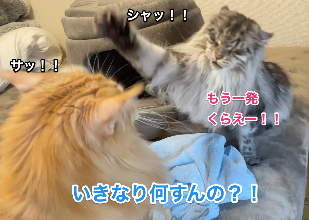 f:id:chikojirou:20210107211417j:plain