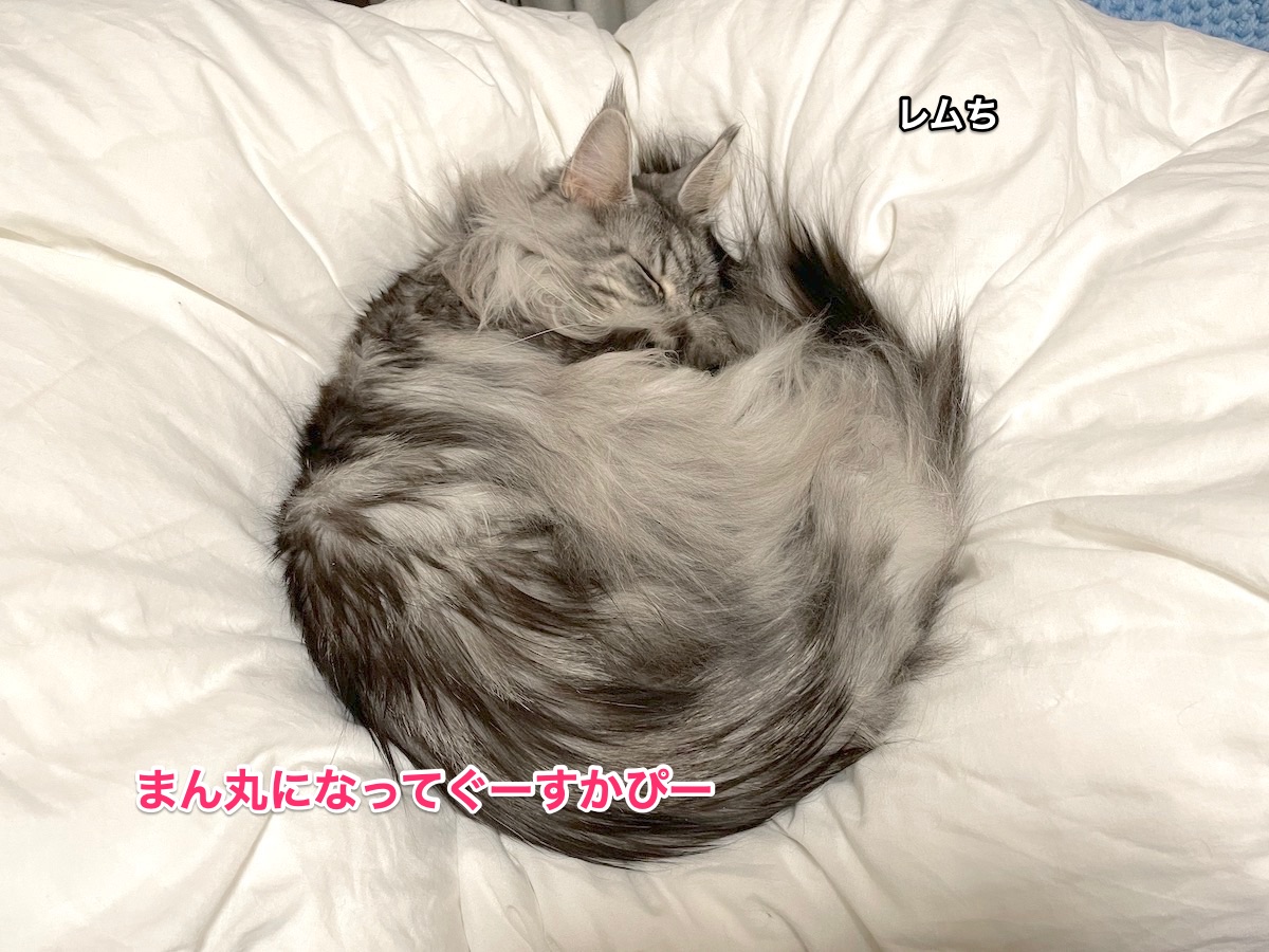 f:id:chikojirou:20210108212304j:plain