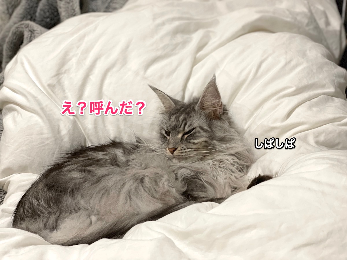 f:id:chikojirou:20210108212308j:plain