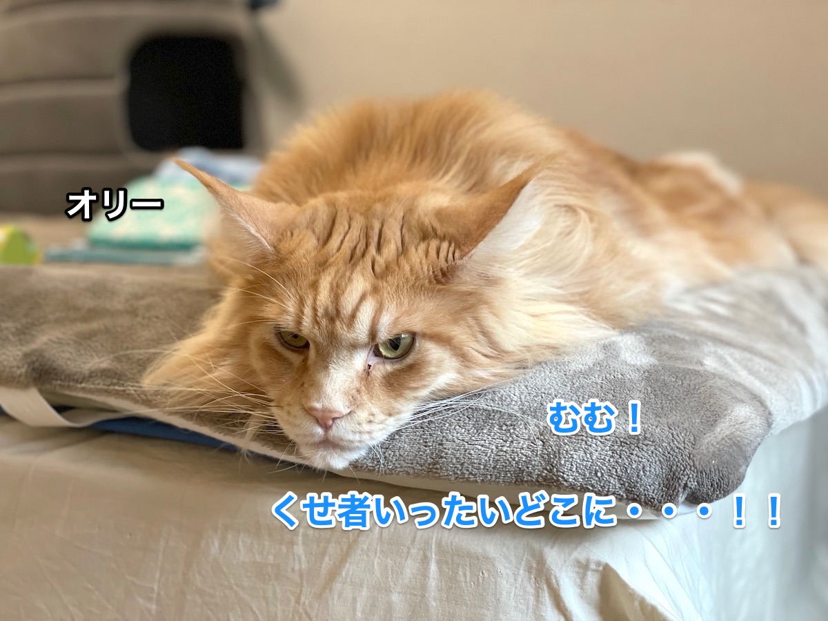 f:id:chikojirou:20210108212324j:plain