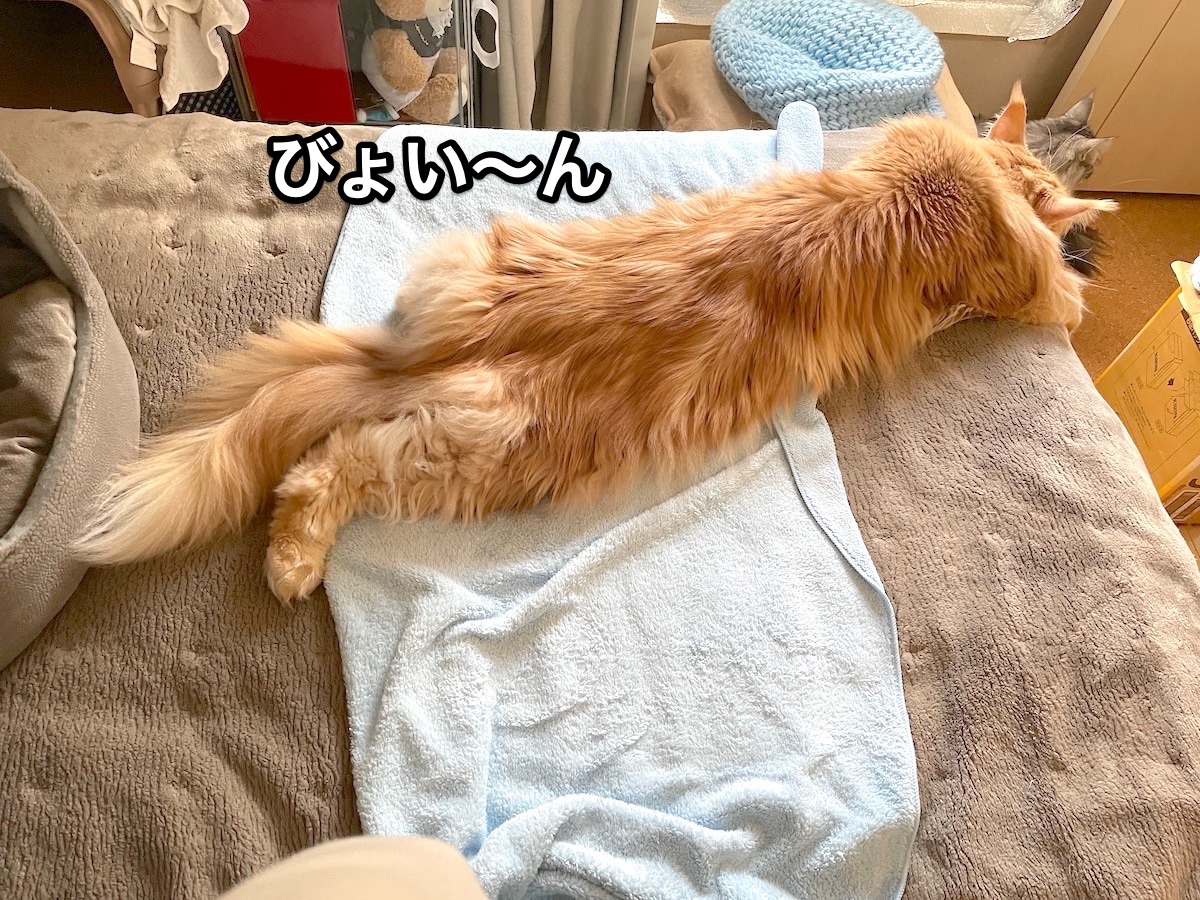 f:id:chikojirou:20210108212328j:plain