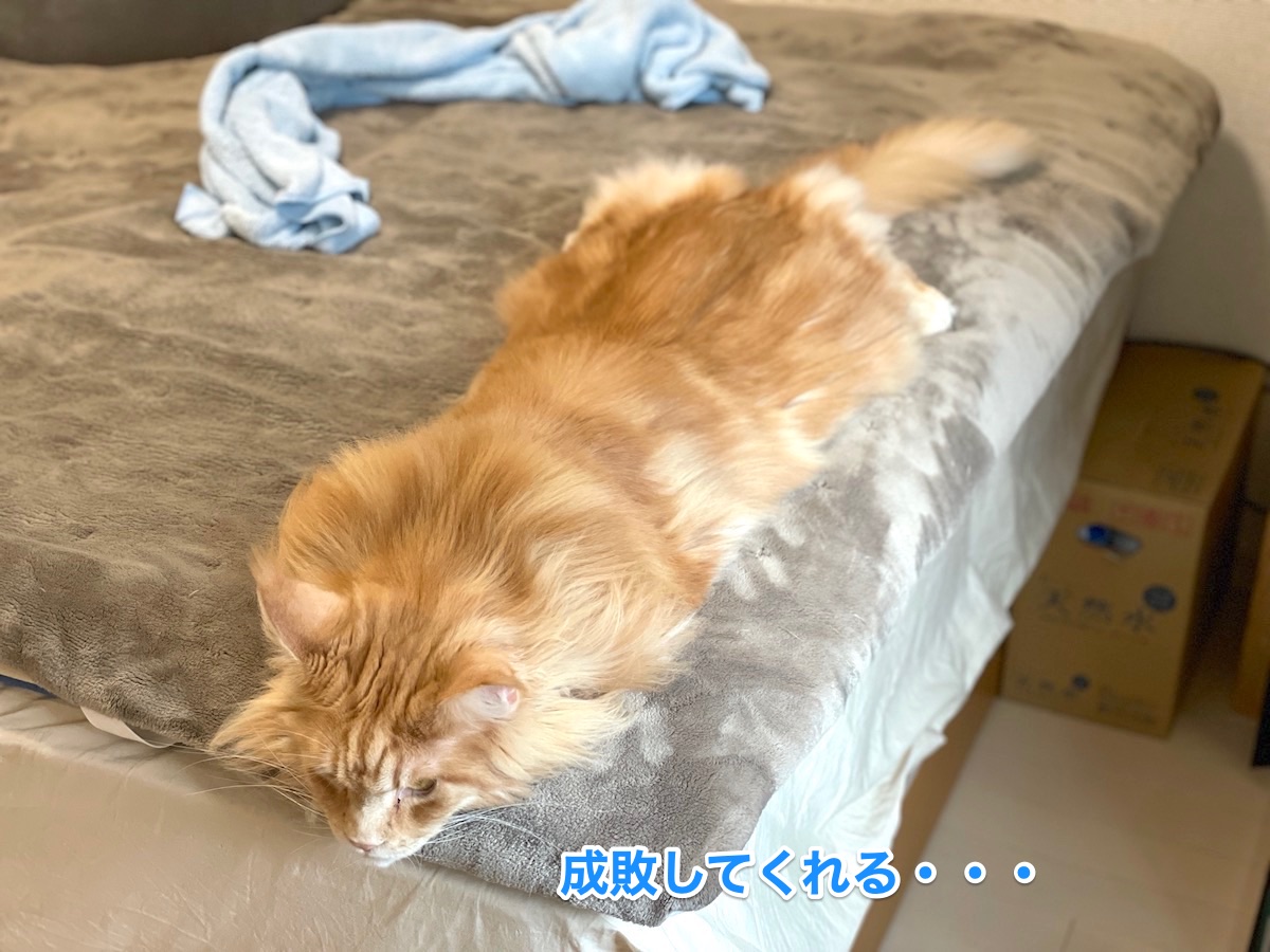 f:id:chikojirou:20210108212331j:plain