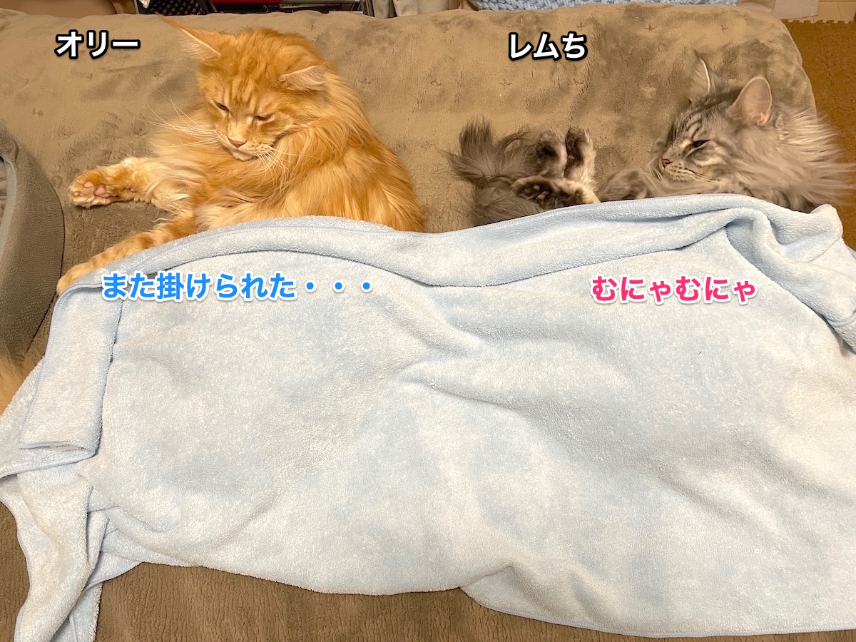 f:id:chikojirou:20210109220505j:plain