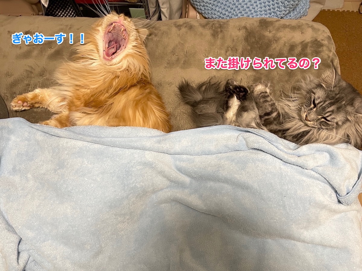 f:id:chikojirou:20210109220511j:plain