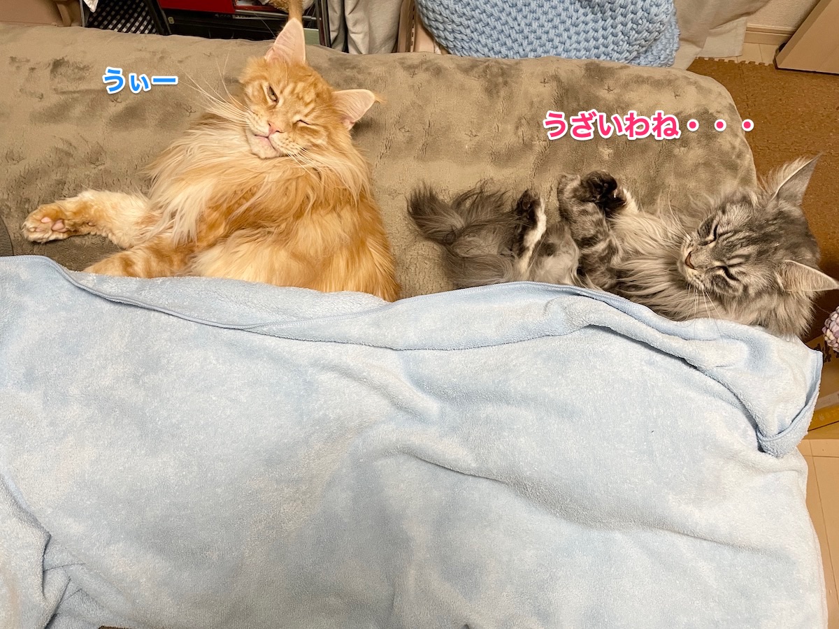f:id:chikojirou:20210109220515j:plain