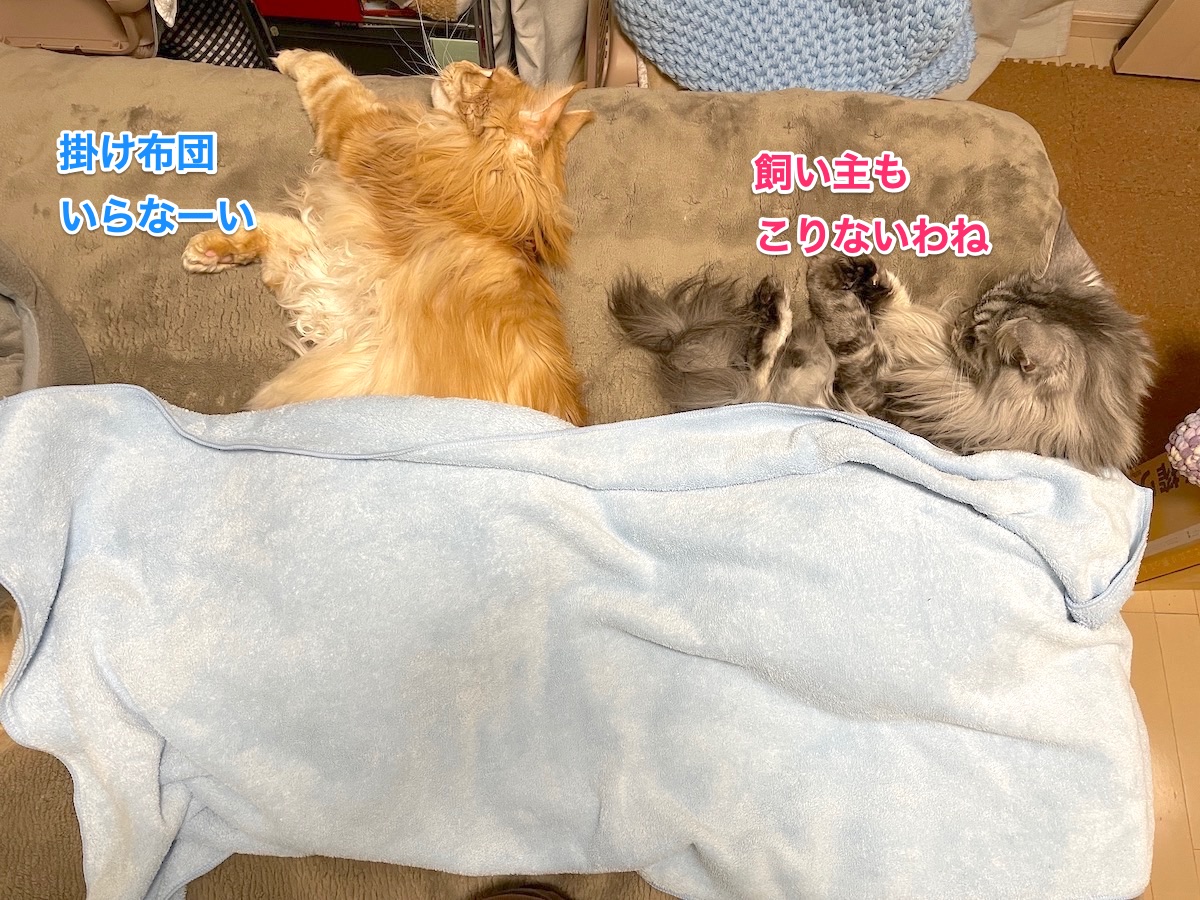 f:id:chikojirou:20210109220518j:plain
