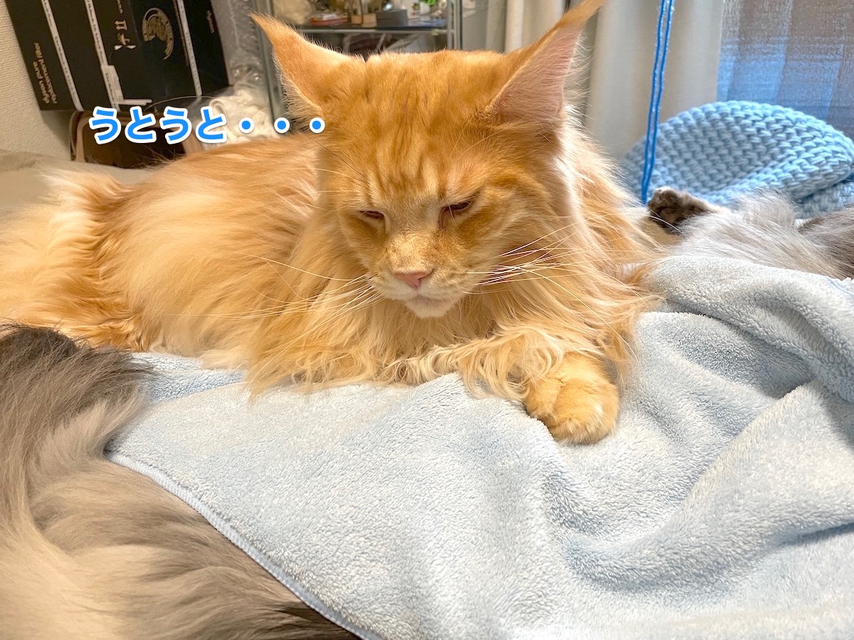 f:id:chikojirou:20210109220522j:plain