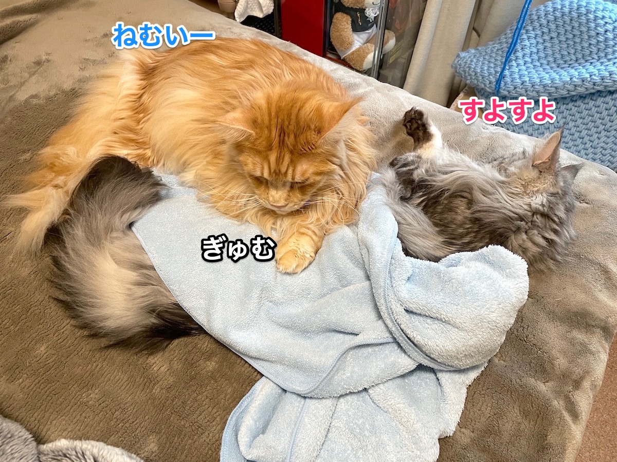 f:id:chikojirou:20210109220525j:plain