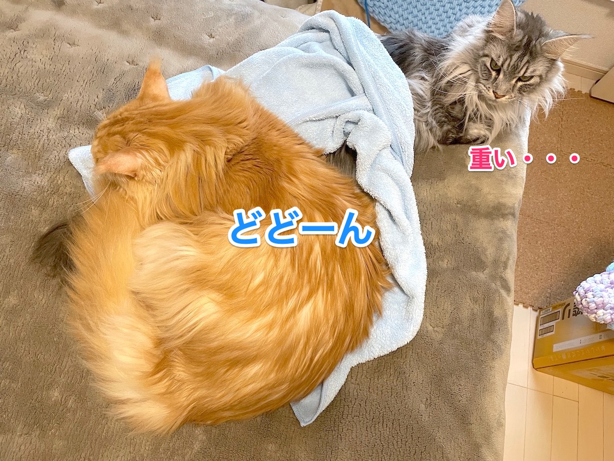 f:id:chikojirou:20210109220533j:plain