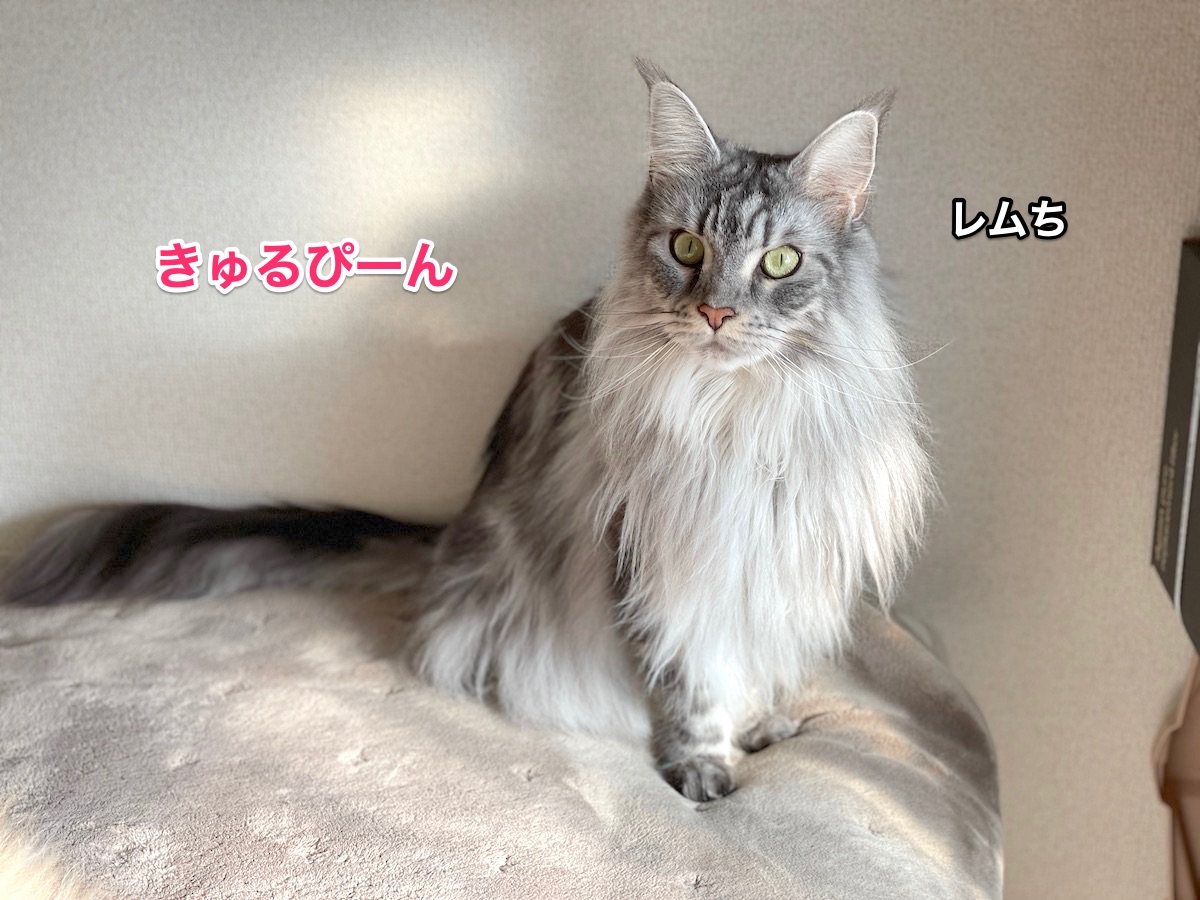 f:id:chikojirou:20210111202505j:plain
