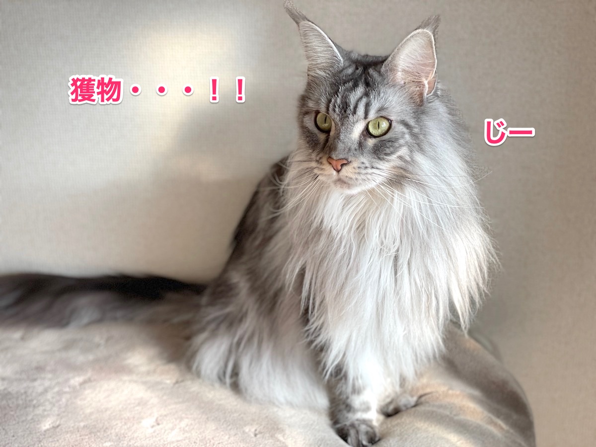 f:id:chikojirou:20210111202509j:plain