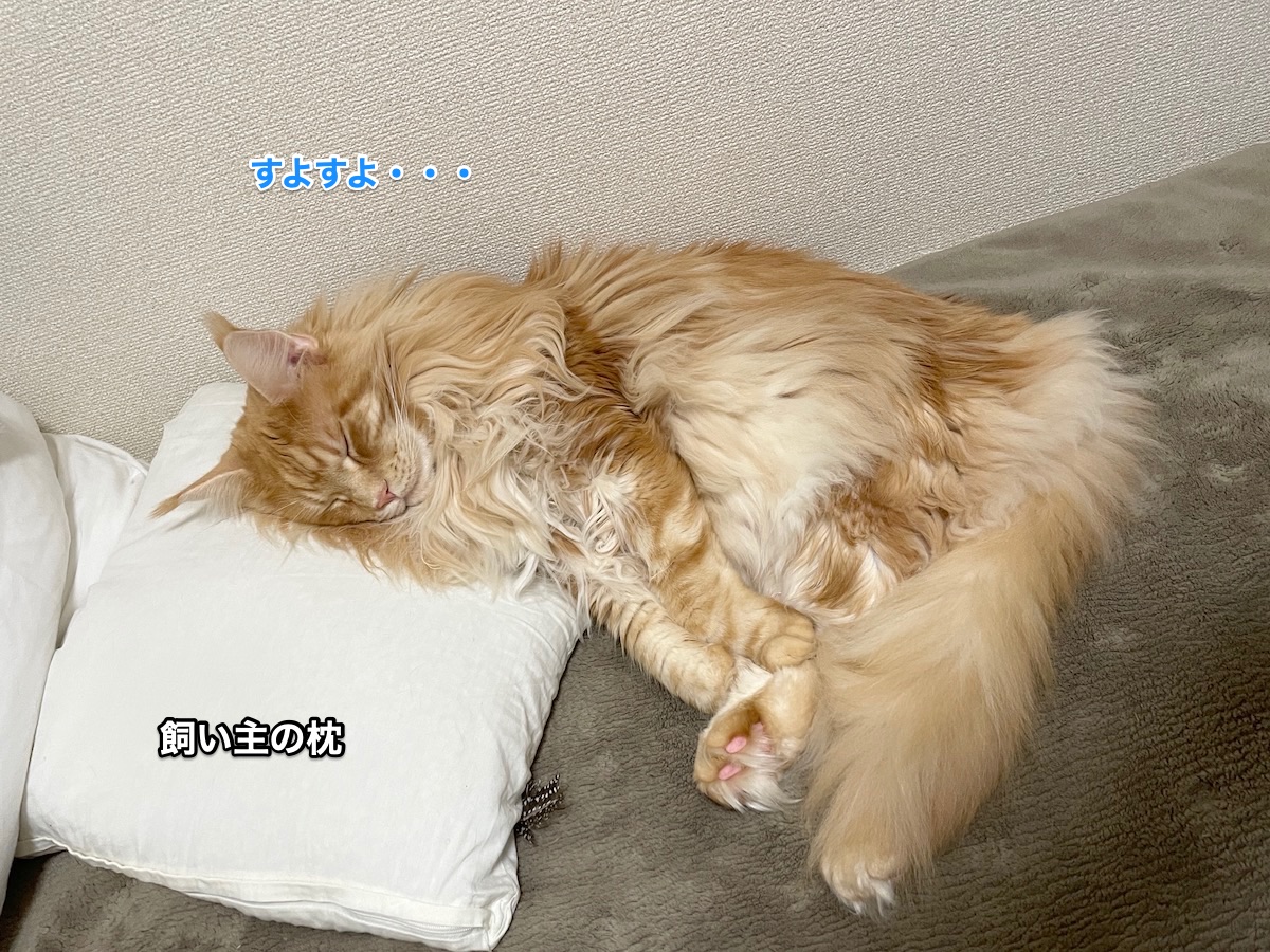 f:id:chikojirou:20210115215828j:plain
