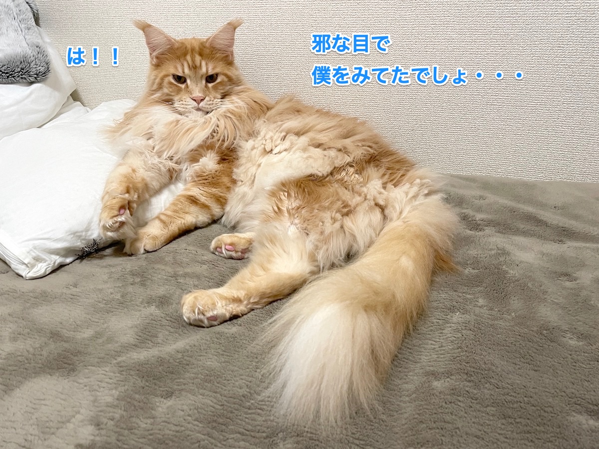 f:id:chikojirou:20210115215834j:plain