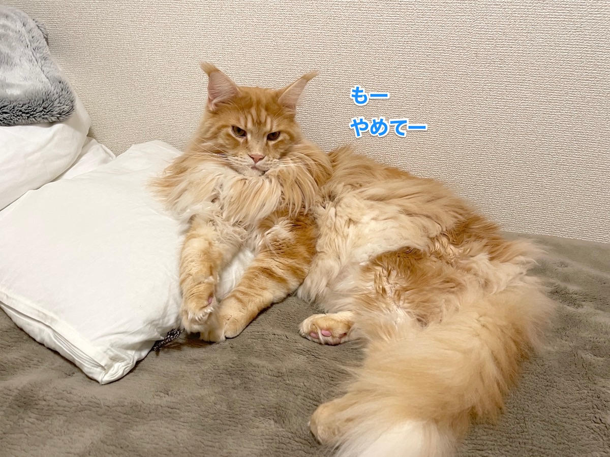 f:id:chikojirou:20210115215837j:plain