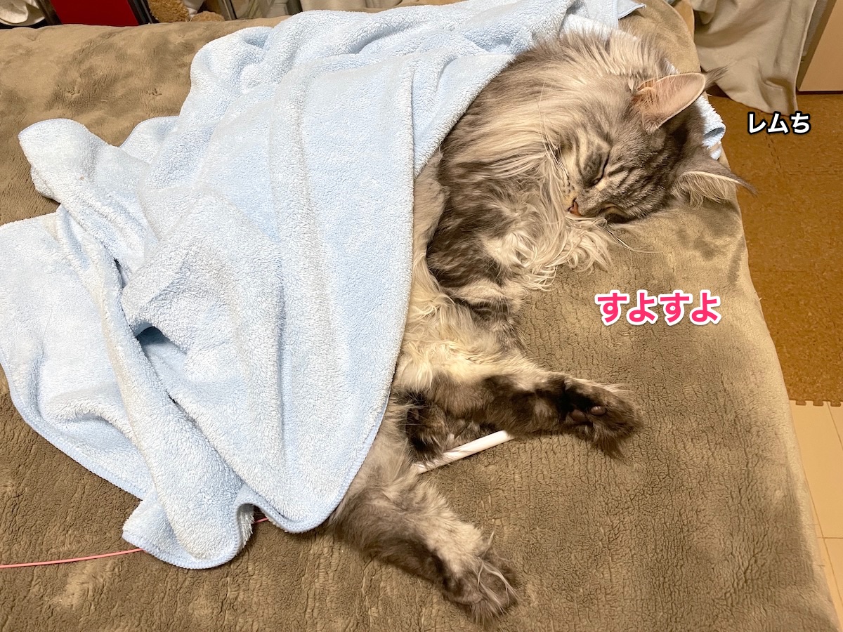 f:id:chikojirou:20210115215844j:plain