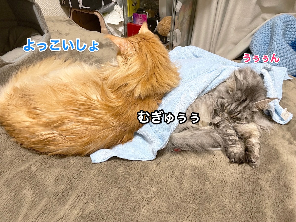 f:id:chikojirou:20210115215849j:plain