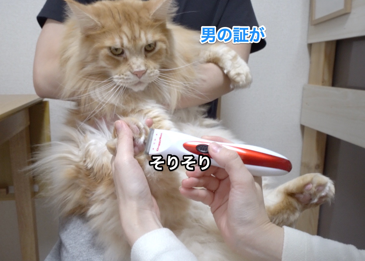 f:id:chikojirou:20210116221942j:plain