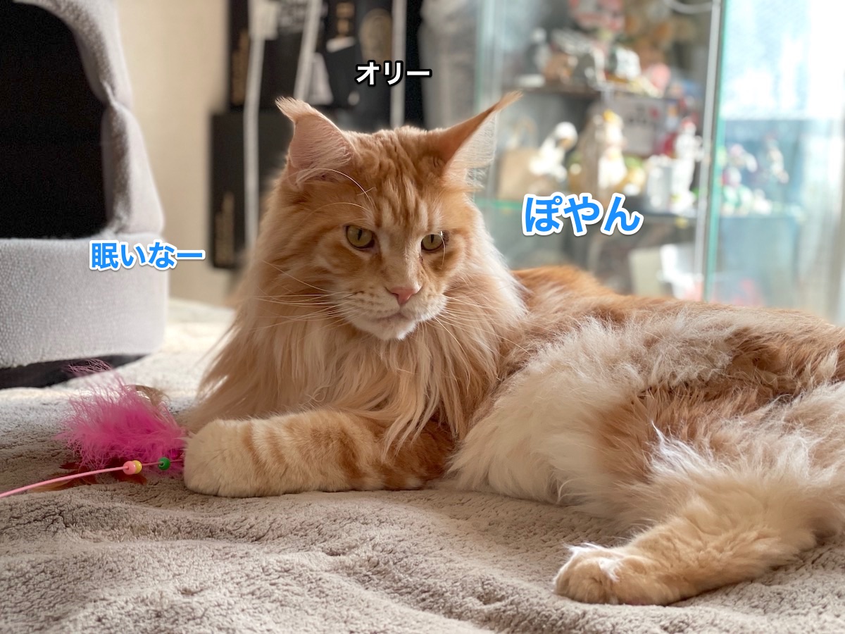 f:id:chikojirou:20210118213552j:plain
