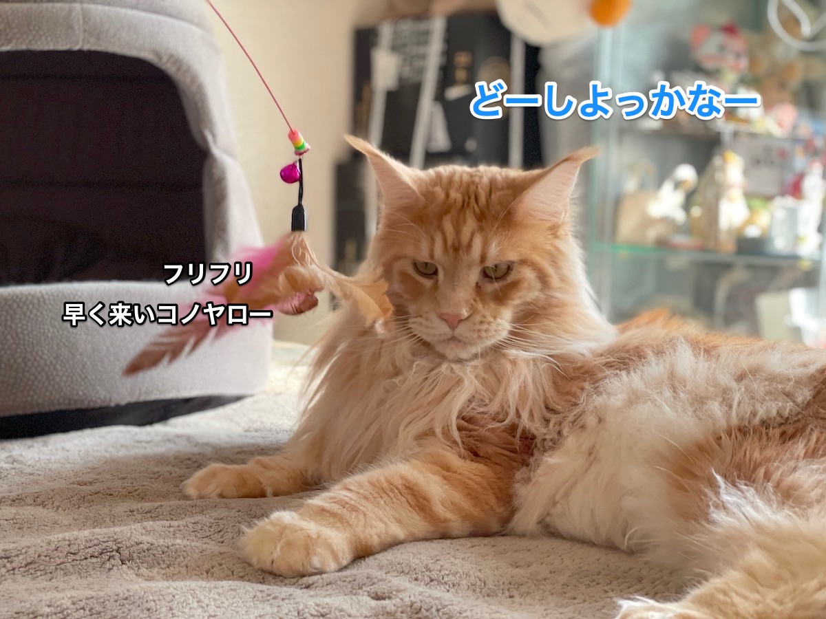 f:id:chikojirou:20210118213600j:plain